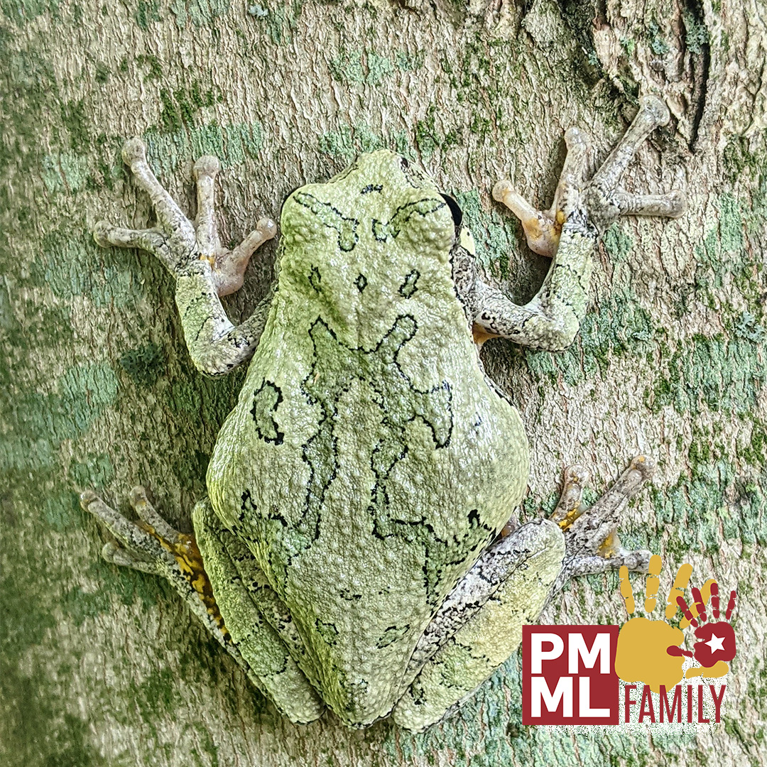 Cool Camo Family Program 