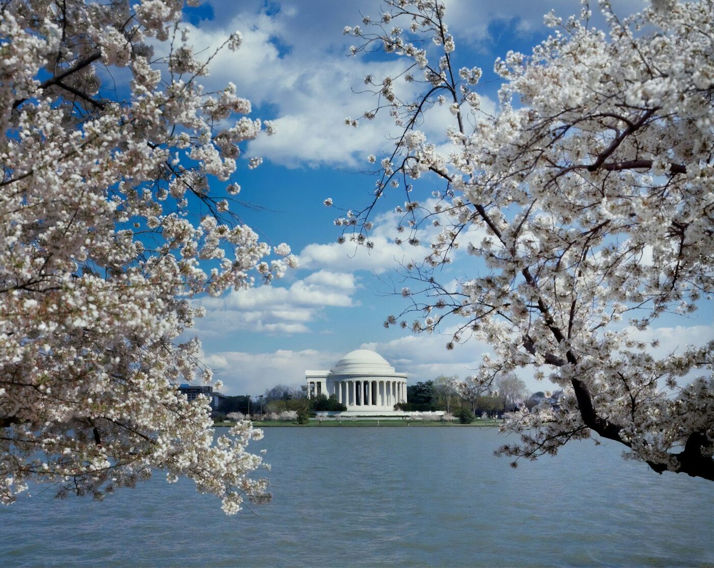 Jefferson Memorial framed by cherry blossoms, Washington, D.C.