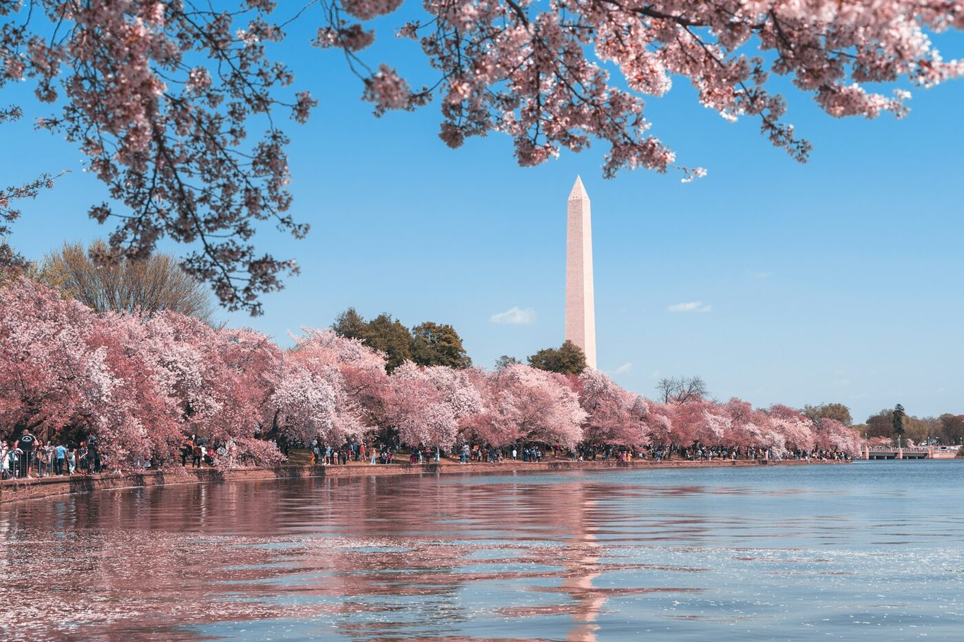 Washington Monument during cherry blossom season