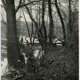 Photograph of "The Wilderness".